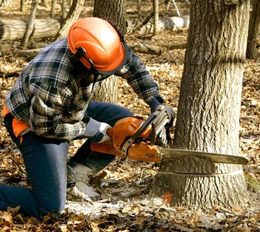 Tree Removal in Mazeppa, MN